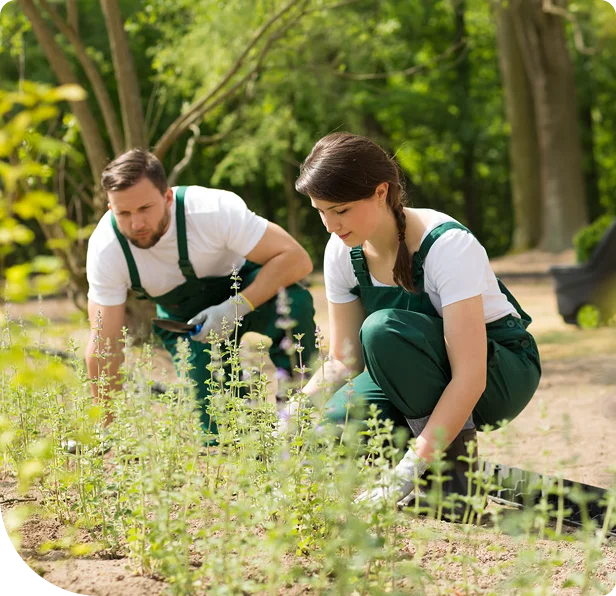 Outdoor Maintenance and Property Care